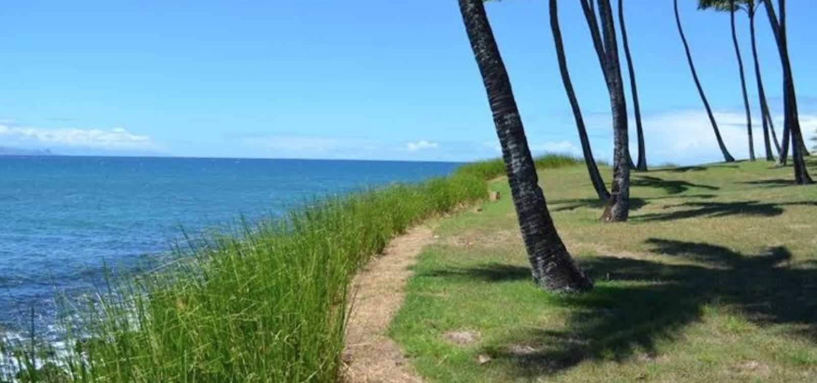 grasses help stop beach erosion