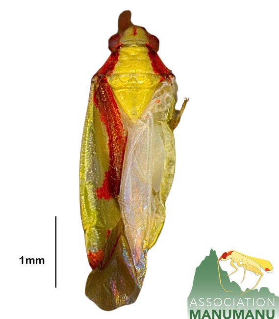 Pseudoloxops aama