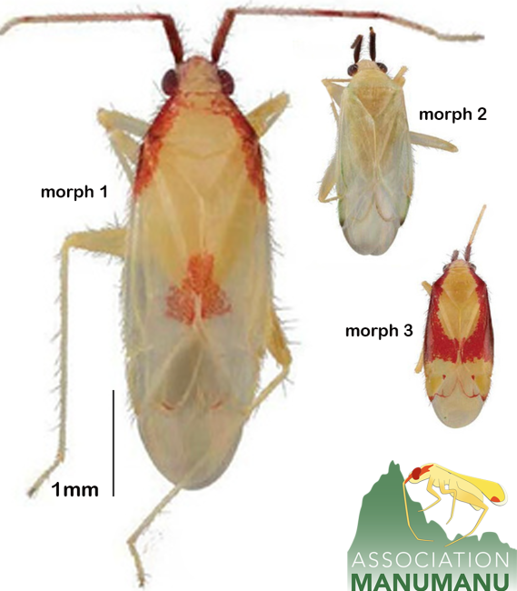 Pseudoloxops adamsoni