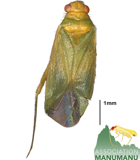 Pseudoloxops baileyi