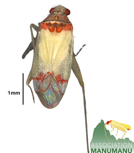 Pseudoloxops chastaoliancai