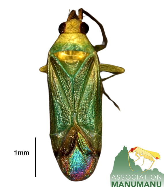 Pseudoloxops harrisonfordi