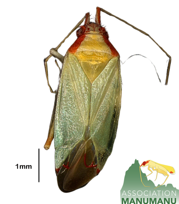 Pseudoloxops kamalaharrisae