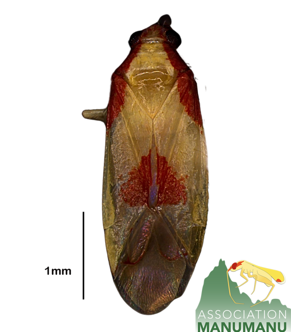 Pseudoloxops papepihaa
