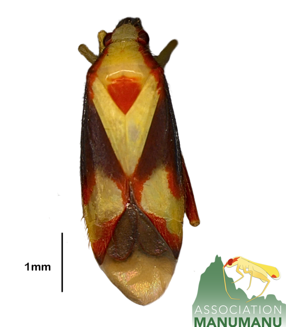 Pseudoloxops ravataputuarai