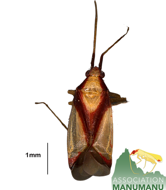 Pseudoloxops rubroclavus