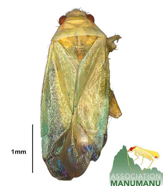 Pseudoloxops simberloffi