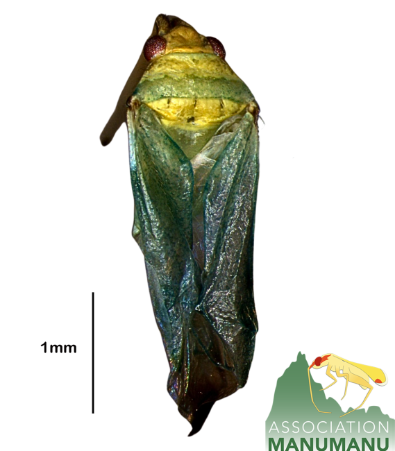 Pseudoloxops tairoto