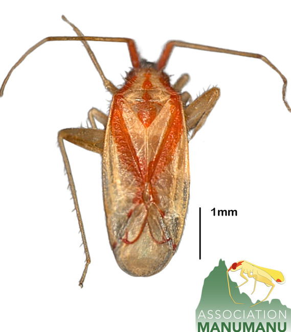 Pseudoloxops temehanirahi