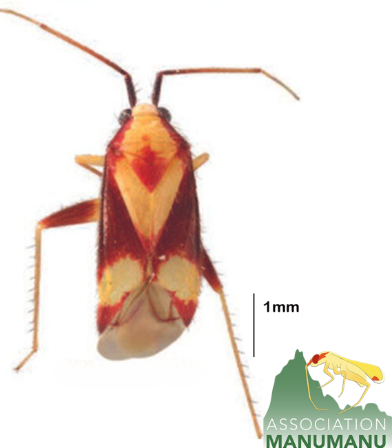 Pseudoloxops toparaamahana