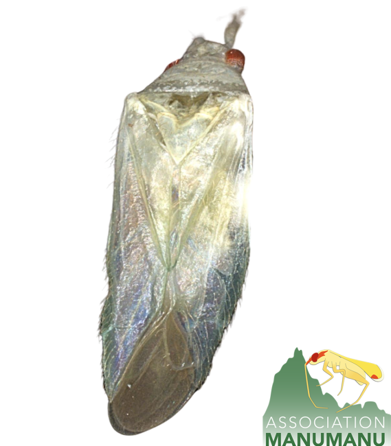 Pseudoloxops tupapaau