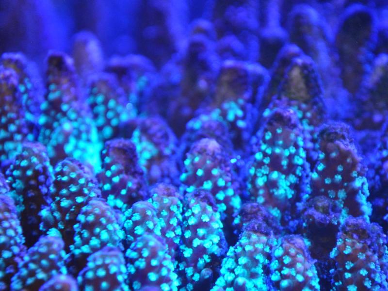Coral florescence