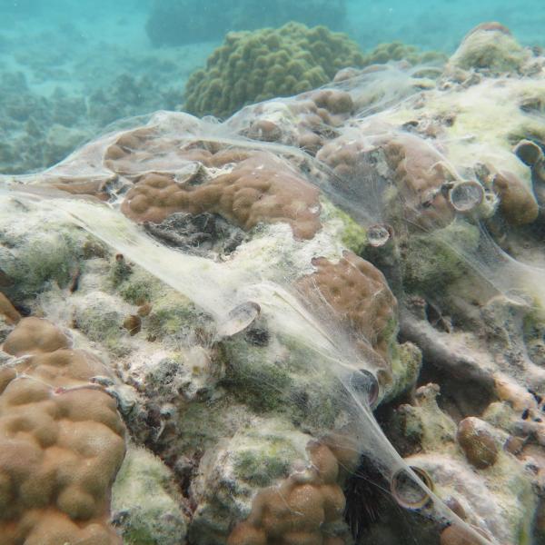 Typical situation with healthy vermetids extruding nets over surface of coral. Photo courtesy of Hal Lescinsky.