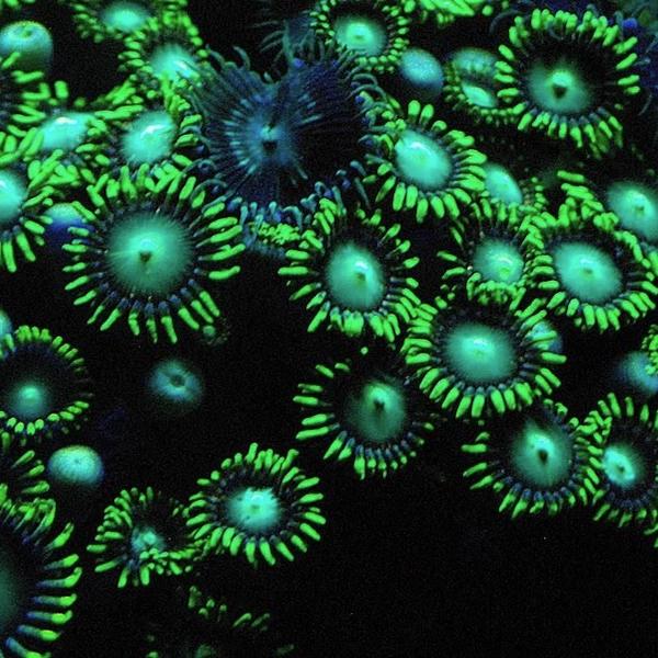 Coral Fluorescence