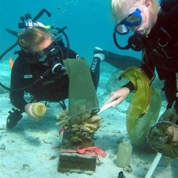 Moorea Coral Reef Long Term Ecological Research IV | Gump Station